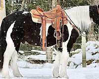 kid-safe-gypsy-vanner-horse