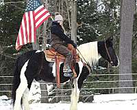 flashy-gypsy-vanner-horse