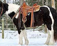 parade-gypsy-vanner-horse