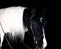 ranch-work-gypsy-vanner-horse