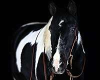 show-gypsy-vanner-horse