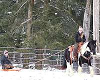 performance-gypsy-vanner-horse