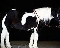 trail-riding-gypsy-vanner-horse