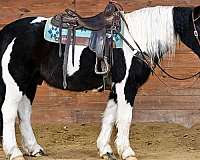 youth-gypsy-vanner-horse