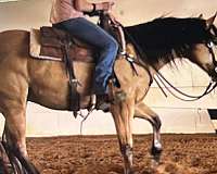 calf-roping-quarter-horse