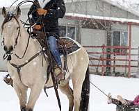 team-penning-quarter-horse