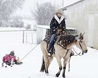 trail-riding-quarter-horse