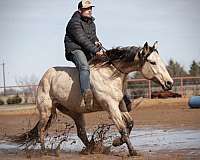 western-riding-quarter-horse