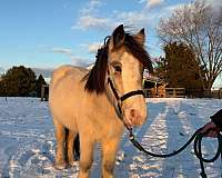 gypsy-vanner-horse