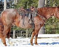 calf-roping-quarter-horse