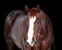 flashy-quarter-horse