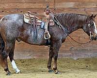 husband-safe-quarter-horse