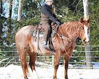 ranch-versatility-quarter-horse