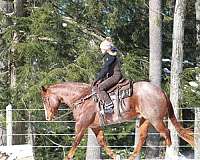 ranch-work-quarter-horse