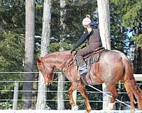 roping-quarter-horse