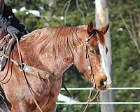 show-quarter-horse