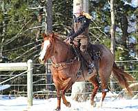 team-penning-quarter-horse