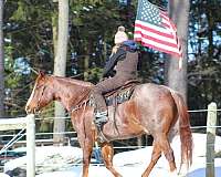 trail-riding-quarter-horse