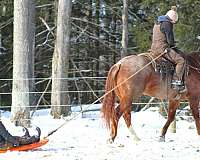 western-riding-quarter-horse