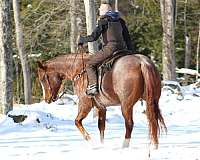 working-cattle-quarter-horse