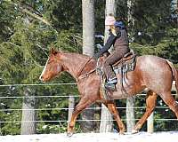 red-roan-quarter-horse-gelding