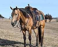 athletic-quarter-horse