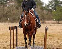 roping-quarter-horse