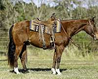 calf-roping-quarter-horse