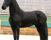 f-riesians-for-sale-mare