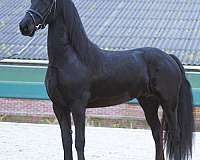 friesian-dressage-horse-mare