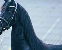 friesian-broodmare-mare