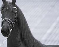 friesian-stallion-mare