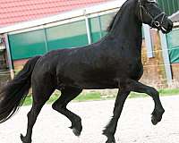 black-none-horse