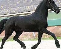 friesian-horse