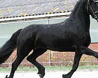 friesians-horse