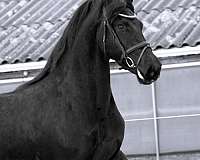 friesian-horses