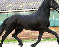 friesian-for-sale-horse