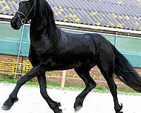 f-riesians-for-sale-friesian-horse