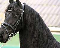 friesian-sporthorse-horse