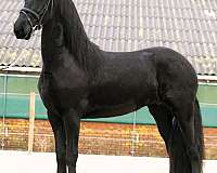 friesian-broodmare-horse