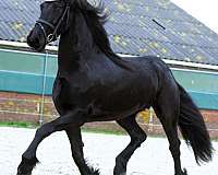 black-none-horse