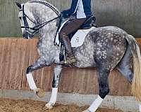 grey-andalusian-horse