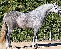 stallion-andalusian-horse