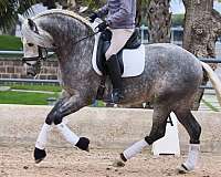 grey-andalusian-horse