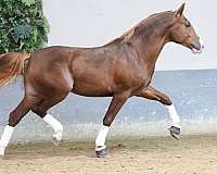 andalusian-horse