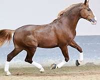 stallion-andalusian-horse