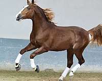 chestnut-andalusian-horse