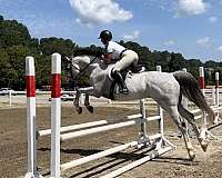 thoroughbred-horse-for-sale