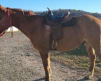 dun-paint-palomino-gelding