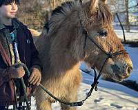 western-dressage-fjord-horse